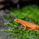 The eastern newt (Notophthalmus viridescens), shown here in its terrestrial red eft, or juvenile, stage, is one of the many American salamander species threatened by the Bsal fungus. Image: Geoff Giller